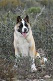 AKITA AMERICAIN 345